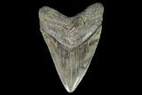 Serrated, Fossil Megalodon Tooth - Georgia #104566-1